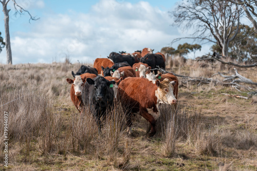 Carbon neutral cattle farming in a free range field on a farm in tasmania beautiful cattle in Australia eating grass, grazing on pasture. Herd of cows free range beef being regenerative raised