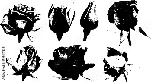 Silhouette of roses in black and white. Simple vector illustration set showcasing different flower perspectives.