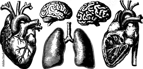 Heart, brain, and lungs anatomy set. Vintage hand-drawn illustration depicting detailed organ structures in black and white vector style.