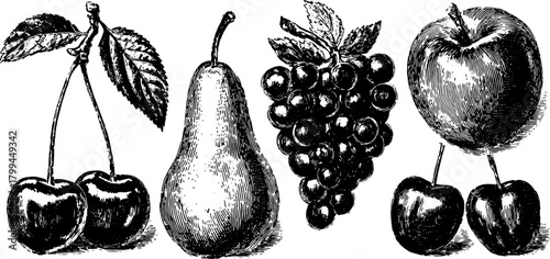Vintage fruit engraving illustration featuring cherry, pear, grapes, and apple in a detailed outline style. Vector artwork set.