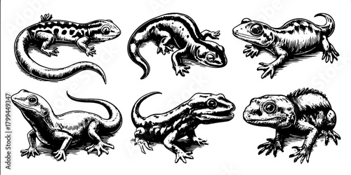 Lizards and salamanders in a vintage illustration style. Black and white vector set of amphibian and reptile drawings.