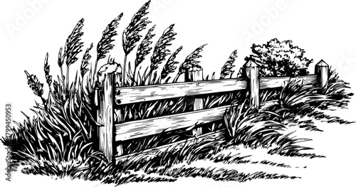 Vintage engraving of a wooden fence with grass and wild plants. Detailed line drawing captures a rustic outdoor scene in black and white vector illustration.