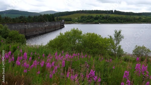 Dam and pink flowers fireweed, rosebay or willow herb on reservoir shore in Scotland. Willowherb is well known for it's medicinal uses, green tea, food etc.

