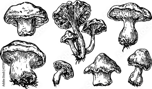 Vintage line drawing of various mushrooms presented as a botanical set. This black and white vector illustration captures detailed outlines.
