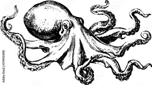 Octopus engraving print in vintage style. Detailed black outline drawing showcasing a marine creature in a vector illustration set.