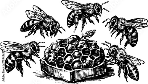 Bees hovering around a honeycomb in an antique engraving style. This hand-drawn vector illustration represents nature and pollination.