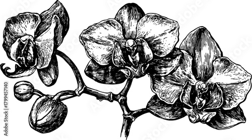 Orchid flower black and white outline drawing. Vintage botanical illustration with detailed petals and leaves in a vector set.