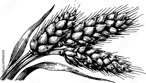 Wheat grain ear sketch in black and white. Vintage botanical farming vector illustration with detailed line texture.