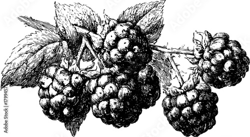 Blackberry fruit with leaves on a branch in detailed ink sketch style. Vintage botanical vector illustration.