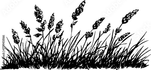 Vintage illustration of grass with detailed texture in black and white. This botanical vector artwork captures the essence of rural landscapes.