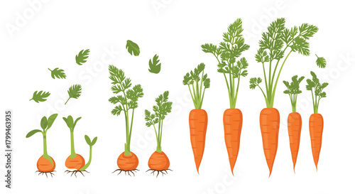 Carrot Growth Stages: From Seed to Harvest Vegetable Illustration.