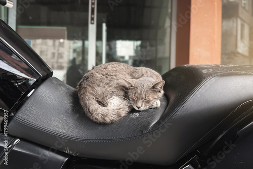 Canvas Print Sleeping cat curled up on a motorcycle seat parked near a building