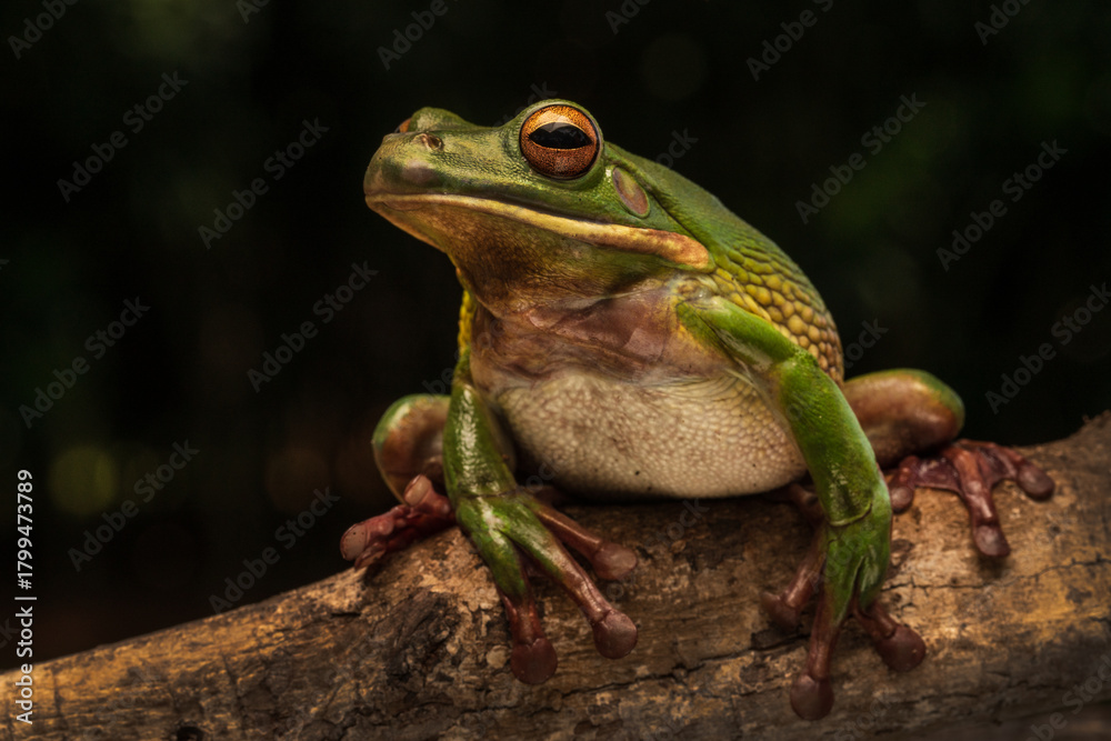 Fototapeta premium White lip tree frog