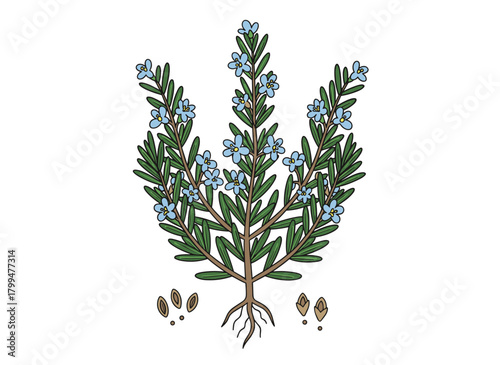 A set of black‑and‑white sketches of rosemary plants, featuring isolated flowers against a white backdrop, rendered in a retro hand‑drawn style from multiple angles as a botanical vector illustration