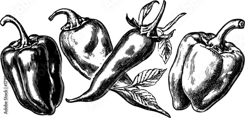 Pepper varieties: bell and chili in detailed hand-drawn style. Graphic illustration showcasing both green and red bell peppers in a vector set.