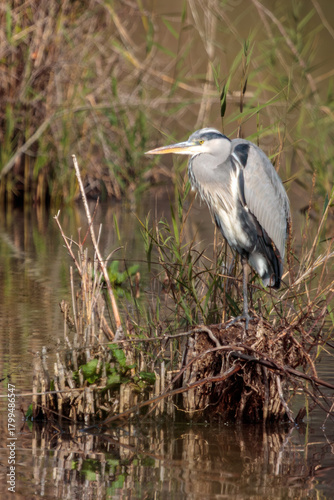 Garça Real capture at the bird watching center of Lagoa Pequena in Sesimbra
