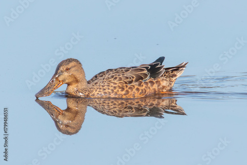 Pato colhereiro capture at the bird watching center of Lagoa Pequena in Sesimbra