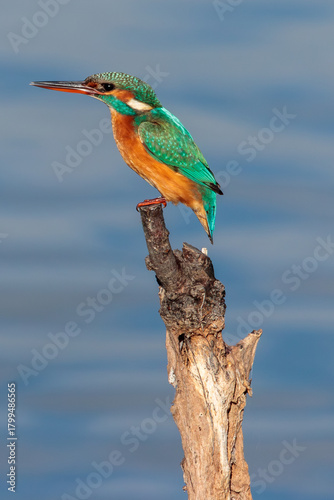 Guarda Rios capture at the bird watching center of Lagoa Pequena in Sesimbra
