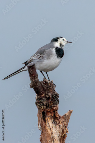 Alveloa Branca capture at the bird watching center of Lagoa Pequena in Sesimbra
