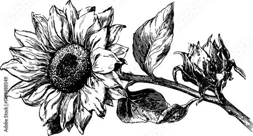 Sunflower illustration in black and white outline. Vintage drawing with detailed leaves, showcasing botanical art as a unique vector illustration.