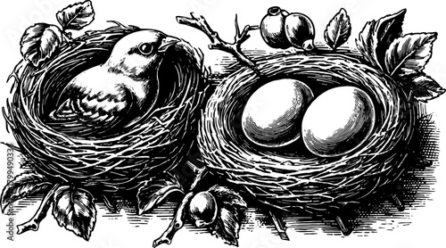 Bird in a nest with eggs. Vintage engraving illustration in hand-drawn style. Detailed graphic set showcasing unique artistic features, vector design.