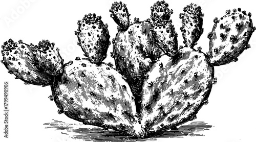 Cactus plant vector illustration in black and white with detailed vintage engraving style. Botanical sketch showcasing opuntia and succulent elements.