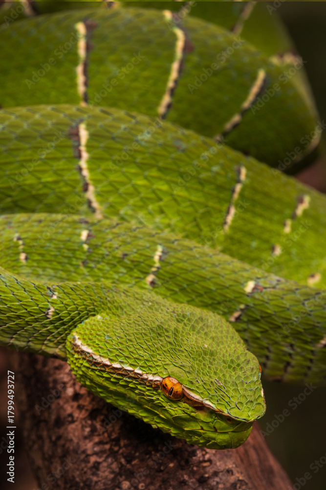 Obraz premium Sulawesi keeled green pit viper