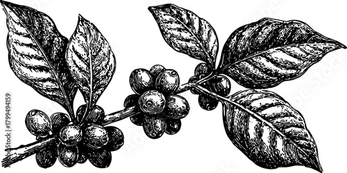 Coffee branch with leaves and berries in handdrawn sketch style. Vintage botanical vector illustration in black and white.