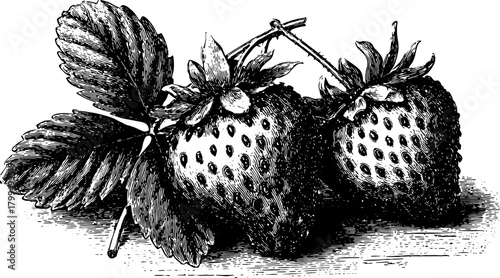 Vintage engraving of strawberries with detailed outlines and leaves. This botanical vector illustration captures the essence of fresh fruit.