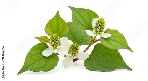 Houttuynia cordata - Fresh leaves and flowers on white background.