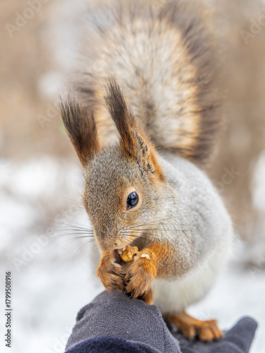 Squirrel eats nuts from a man's hand. Caring for animals in winter or autumn.