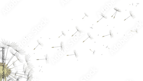 Dandelion seeds blowing in the wind against a white background
