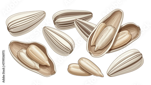 Group of striped sunflower seeds some with opened shells revealing kernels