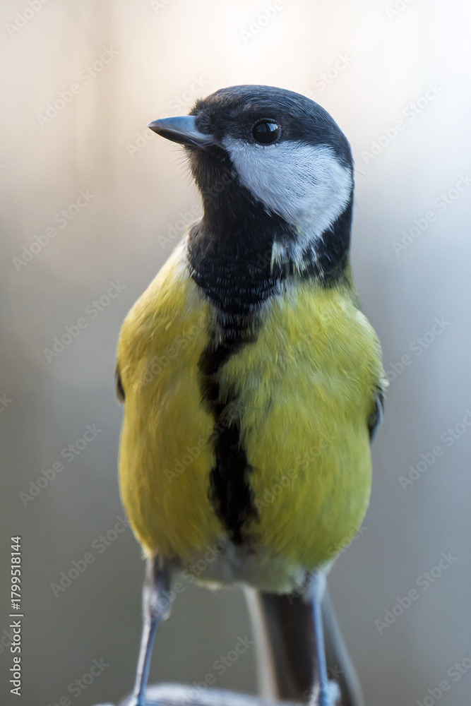 Naklejka premium The tit is a small songbird with a strong beak.