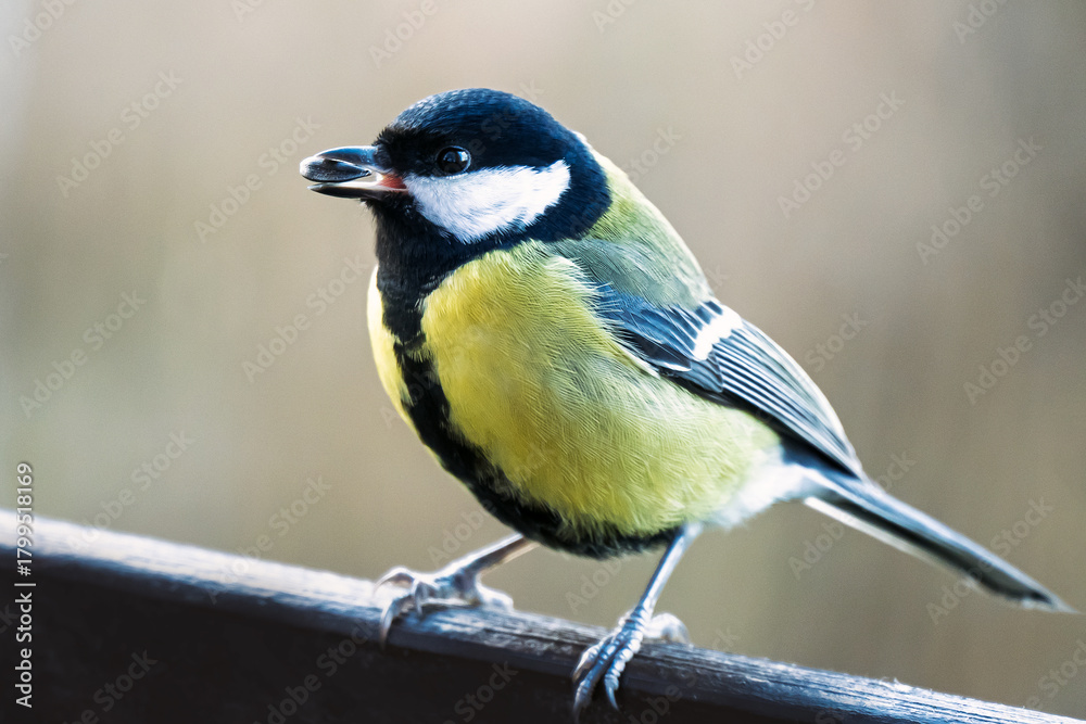 Naklejka premium The tit is a small songbird with a strong beak.