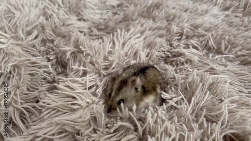  A close-up video of a small, adorable hamster resting on a fluffy beige blanket. Perfect for pet-related content, childrens themes, relaxation videos, and cozy lifestyle concepts.