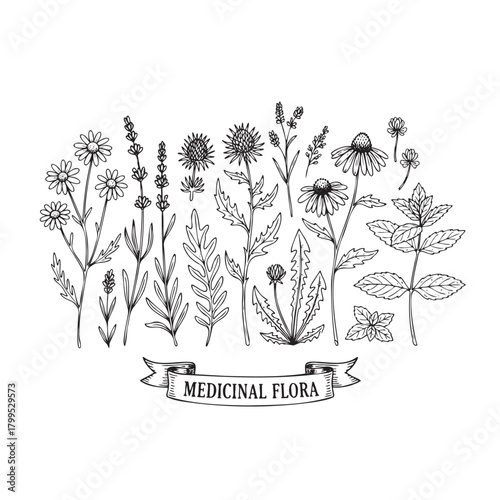 A black and white drawing of various flowers with the words Medicinal Flora written below. The drawing conveys a sense of calm and serenity, as the flowers are depicted in a natural and organic way