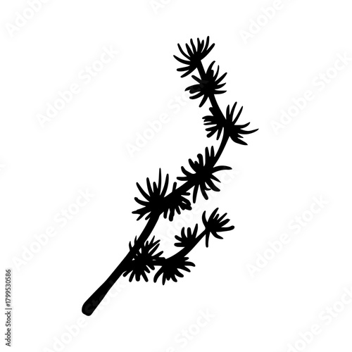 Botanical silhouette of a coniferous tree branch. Vector graphic.