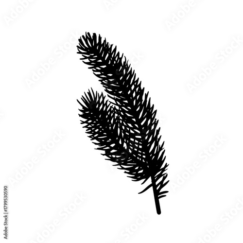 Botanical silhouette of a coniferous tree branch. Vector graphic.