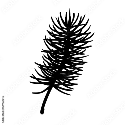 Botanical silhouette of a coniferous tree branch. Vector graphic.