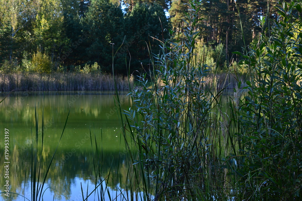 Obraz premium a close up of Forest Lake with Reflection