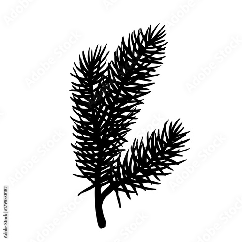 Botanical silhouette of a coniferous tree branch. Vector graphic.