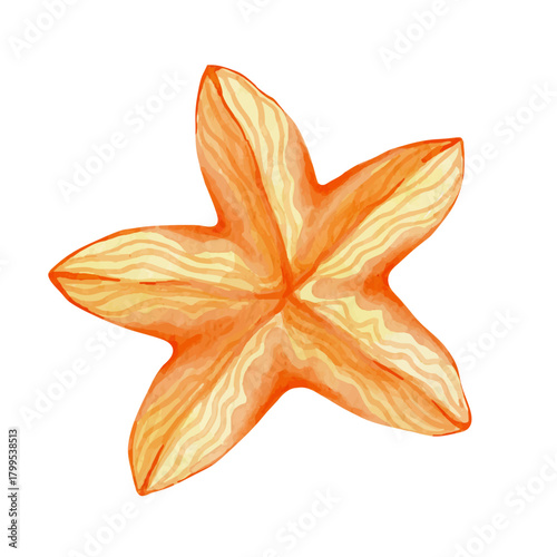 Colorful starfish, decorative marine elements. Vector graphics.