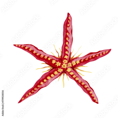 Colorful starfish, decorative marine elements. Vector graphics.