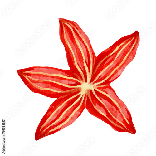 Colorful starfish, decorative marine elements. Vector graphics.