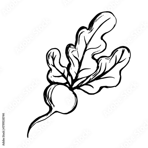 Sketch, doodle of a beet root vegetable. Vector graphics.