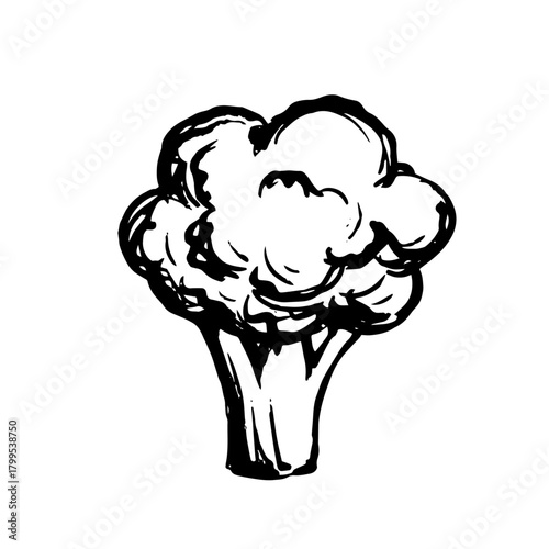 Sketch, doodle of a broccoli vegetable. Vector graphics.
