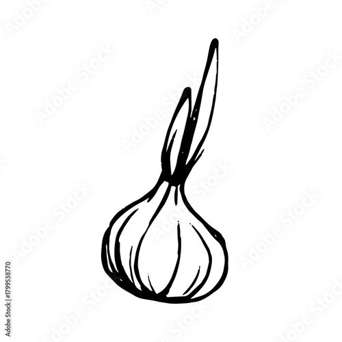 Sketch, doodle of a vegetable, an onion root vegetable. Vector graphics.