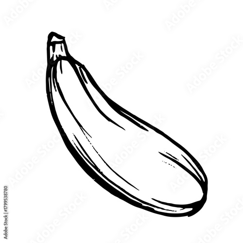 Sketch, doodle of a zucchini vegetable. Vector graphics.