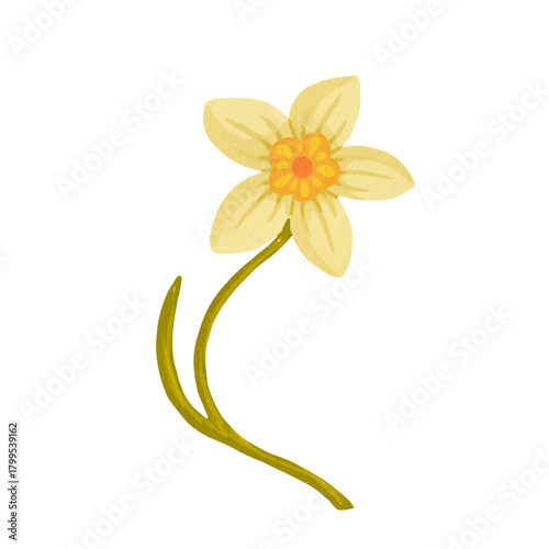 Blooming spring daffodil flower. Simple botanical elements. Vector graphics.
